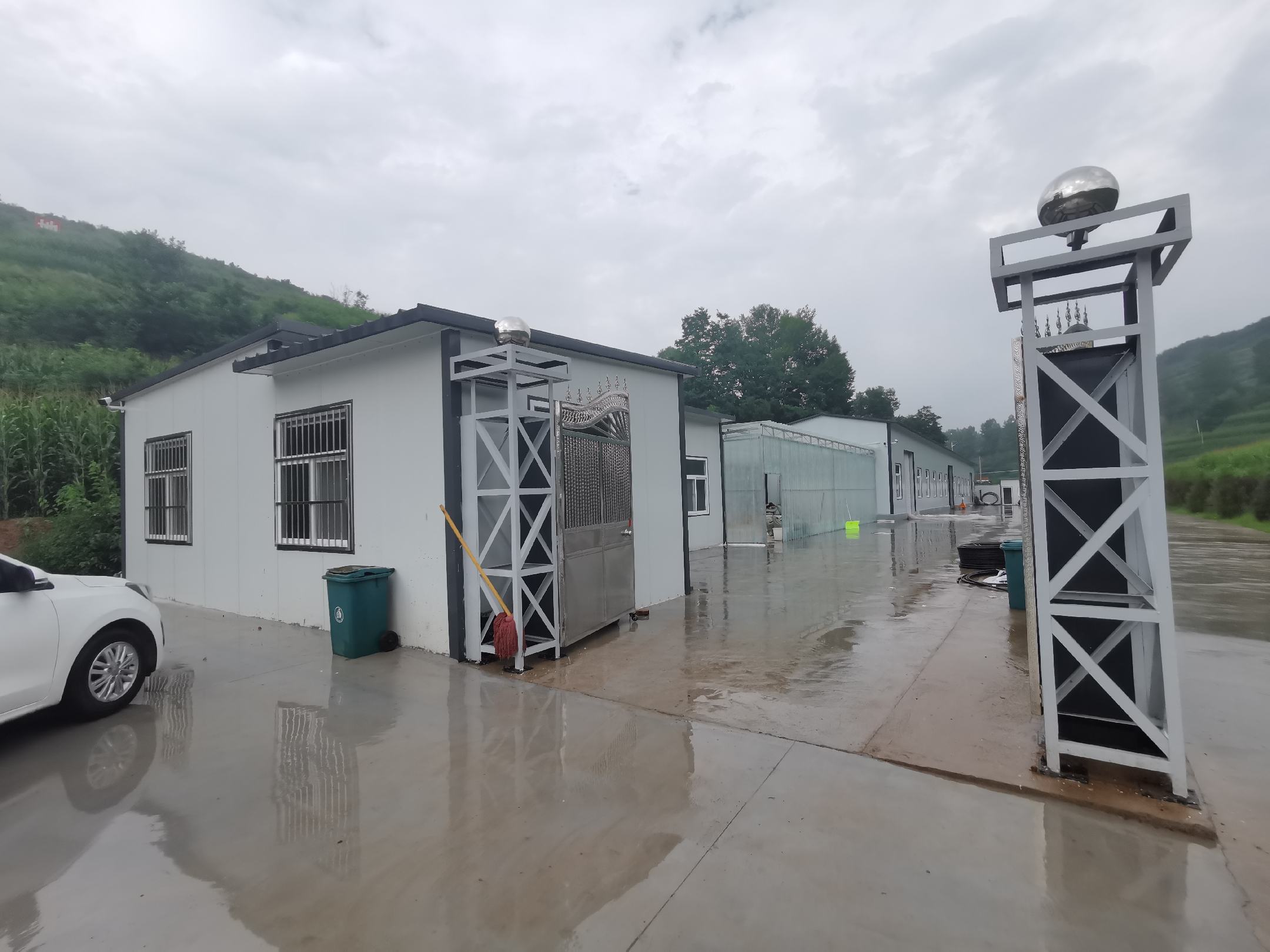 青翘人工采收现场实景图