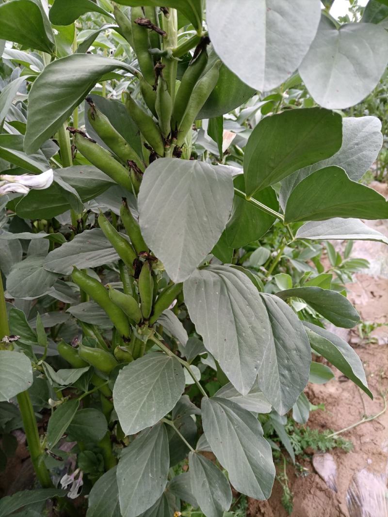 土豆陇薯十号青薯九号三两以上精品蚕豆当归油菜