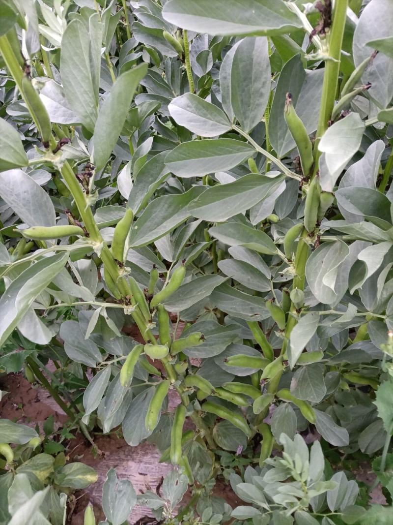 土豆陇薯十号青薯九号三两以上精品蚕豆当归油菜