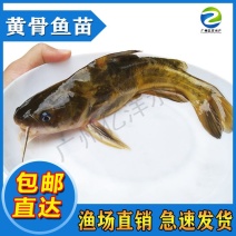 杂交黄骨鱼苗黄颡鱼苗黄辣丁提供技术包邮全国发货