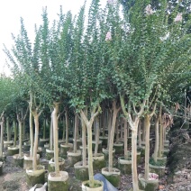 紫薇容器苗米径量5～8公分，苗基地大量多种规格低价出售