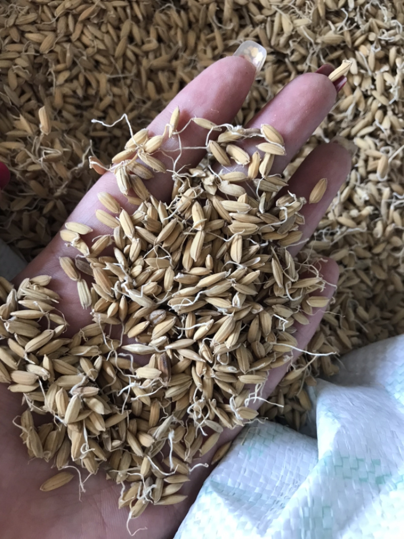 稻芽生稻芽保庆药业批发炒稻芽实拍