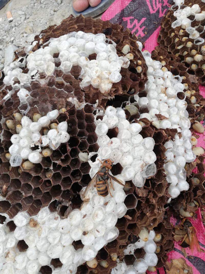 野生马蜂,胡蜂,白脚蜂,金环蜂,蜂蛹