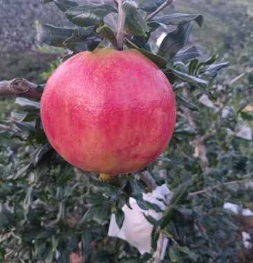 会理软籽石榴大红甜孕妇应急水果包邮产地直发