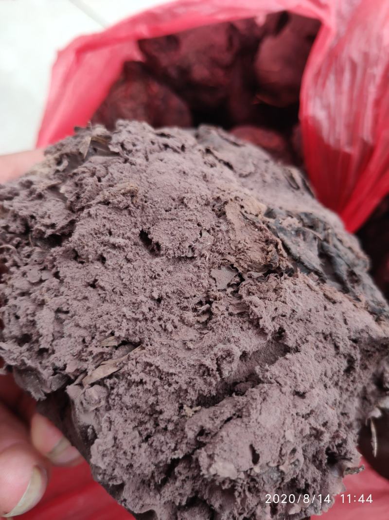 一手货源 产地直销 野生 紫马勃  价格优惠  产量大 质量好  无生虫无