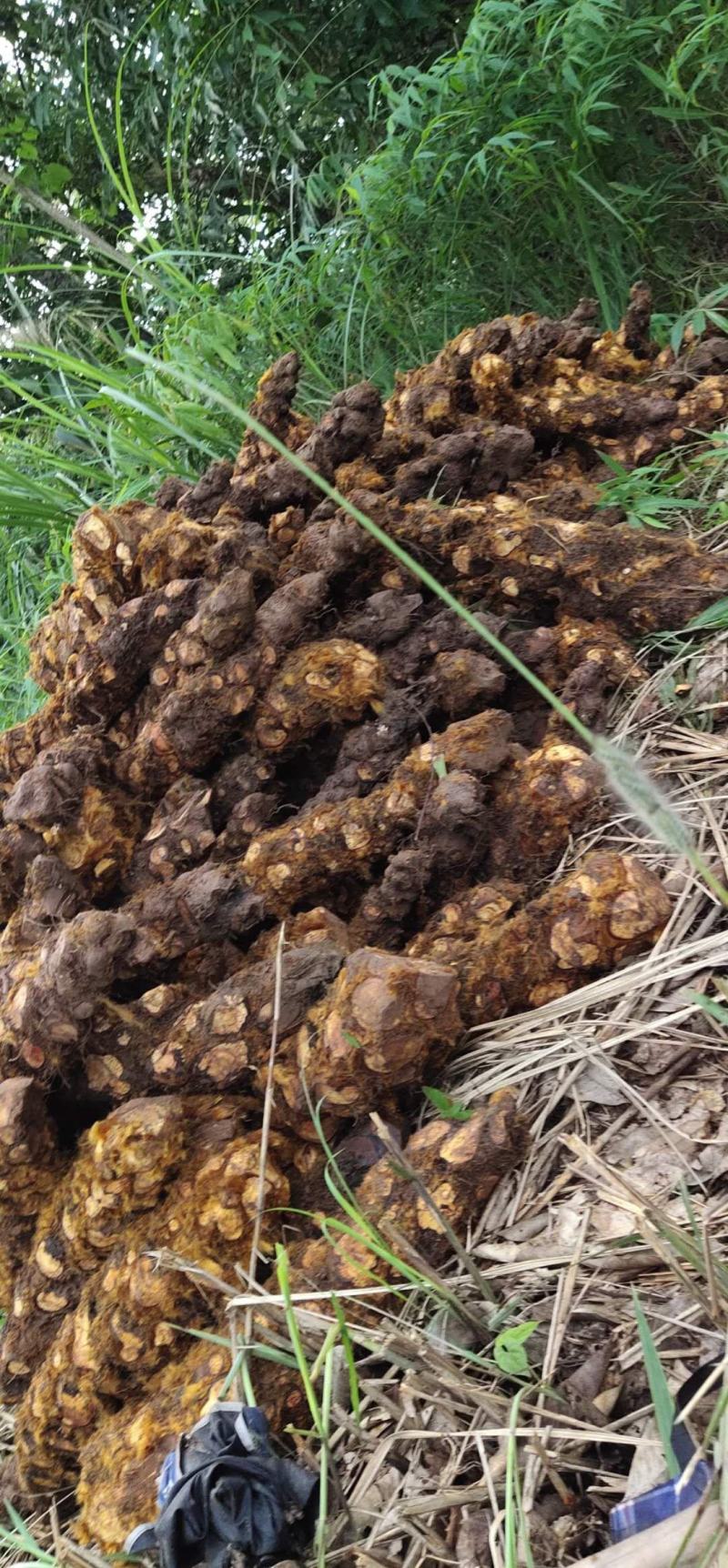 狗脊大货需要的联系