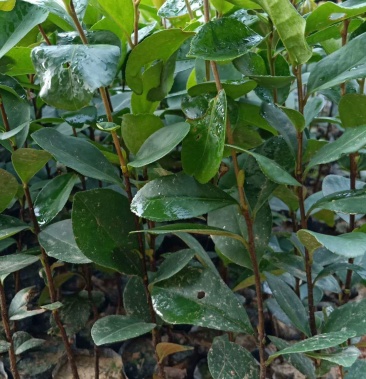 油茶杯苗营养袋茶籽苗实生油茶子树苗大量油茶杯苗25公分起