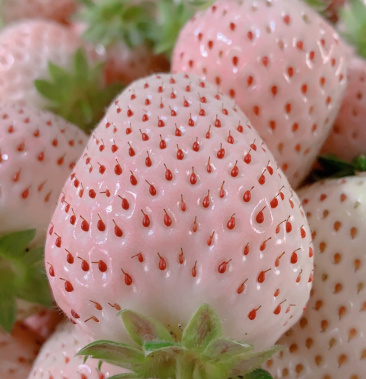 山东烟台日本奈良淡雪白草莓公主白雪小町一件代发顺丰包邮