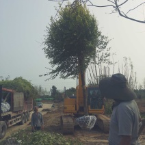 12公分金叶榆卸车现场视频自家苗圃货源，