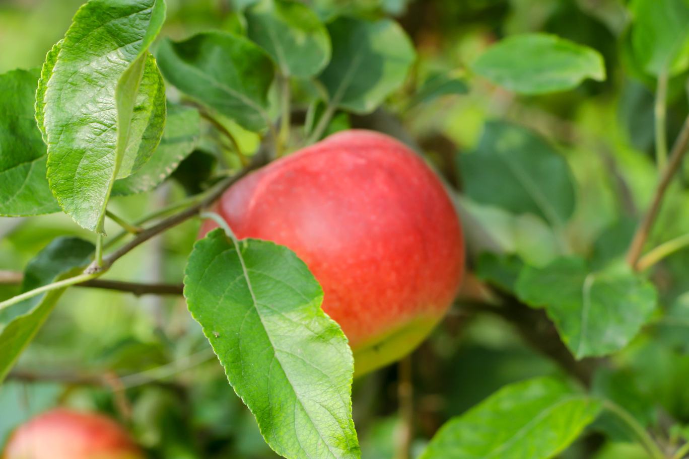 藤木苹果果园全景