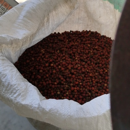 热门地区朴树种子行情