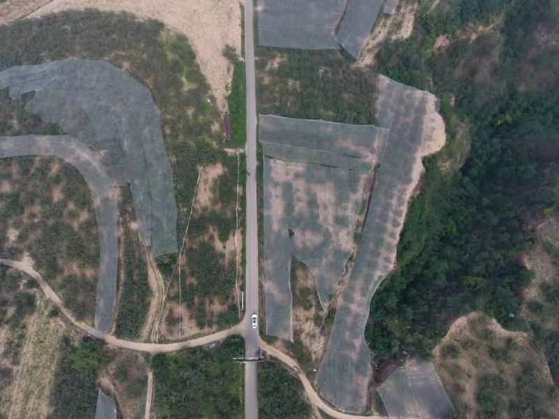 嘎啦苹果特写展示