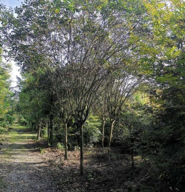 四川紫薇3-8公分 川红原生紫薇 截杆和全冠都有