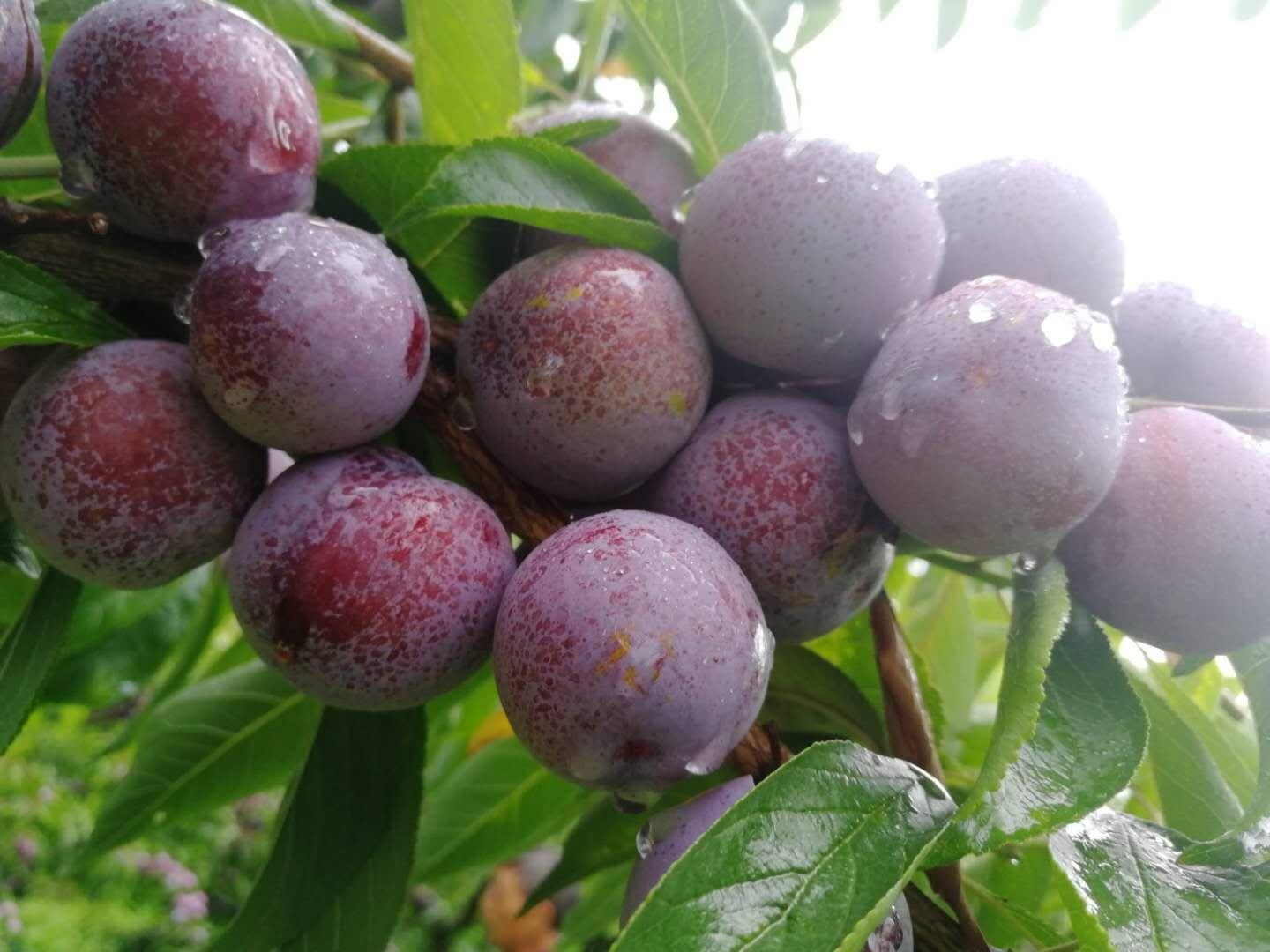 展示一颗饱满红润的脆红李子,表面带自然露珠,果肉晶莹透亮 脆红李子特写