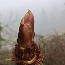 刺老芽，刺耳包，红尖下山桩大苗，