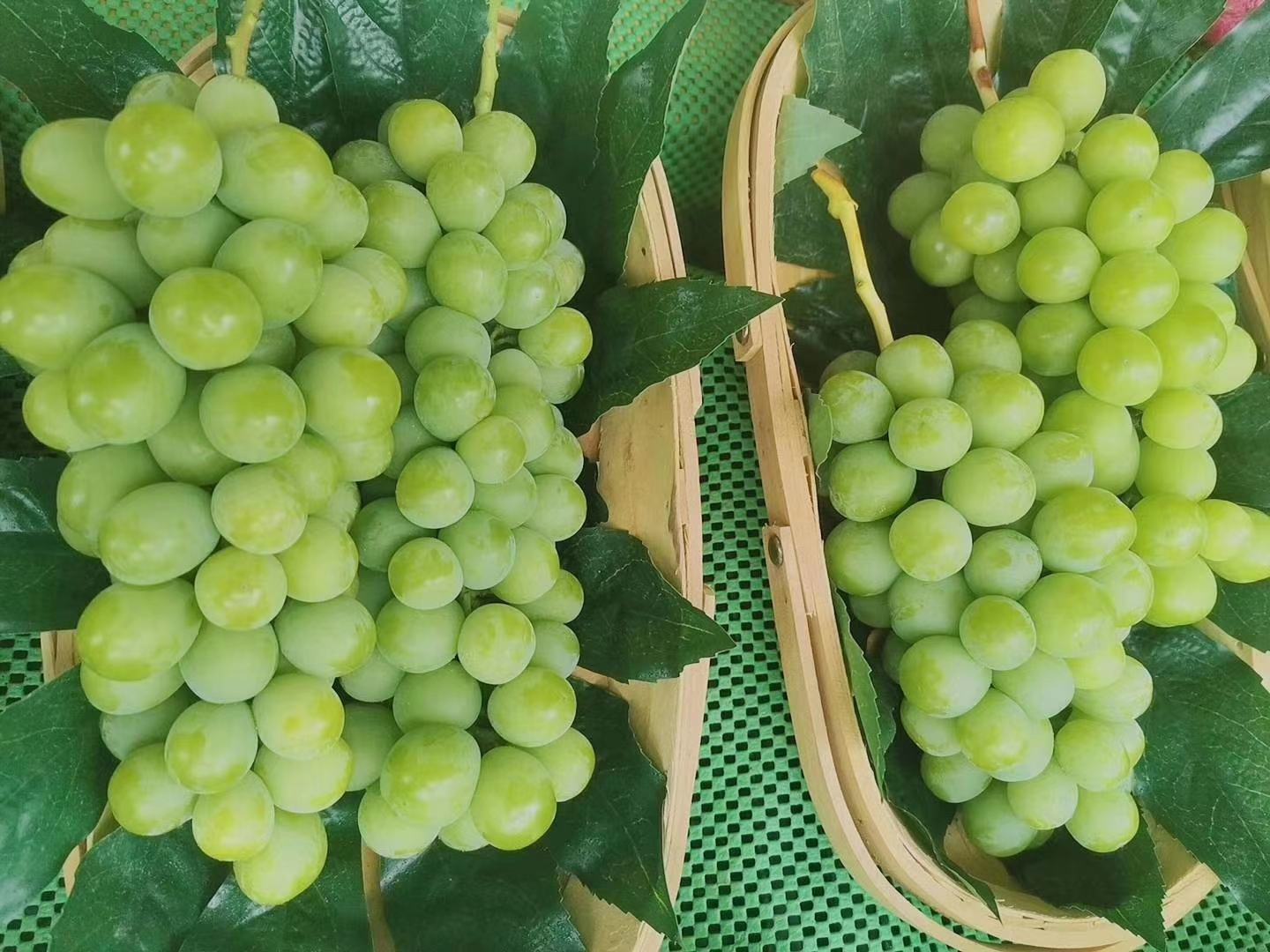 一筐新鲜采摘的克伦生葡萄,紫红色果粒紧密排列,表面带有天然果粉,背景为田园果园环境,光线柔和自然 精选新鲜克伦生葡萄特写