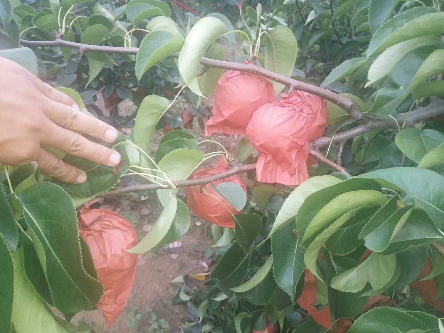 沙田柚标准化套袋操作现场
