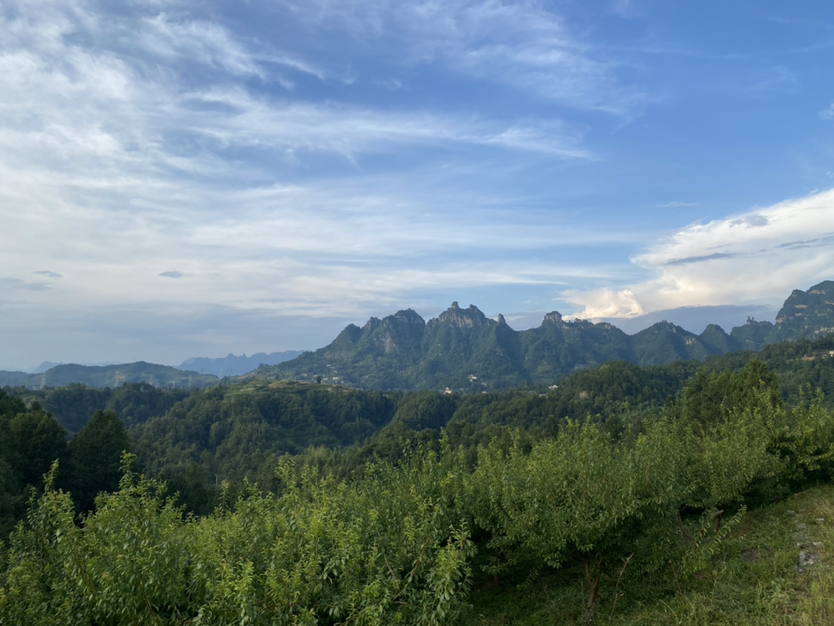 四川省凉山彝族自治州盐源县泸沽湖镇高山脆李子种植基地全景航拍,海拔约2200米,梯田式果园整齐排列,李树正值盛果期,枝头挂满黄绿色带红晕的成熟李子,阳光照射下果面泛着自然蜡光,远处可见云雾缭绕的山峦背景 高山脆李子果园航拍图