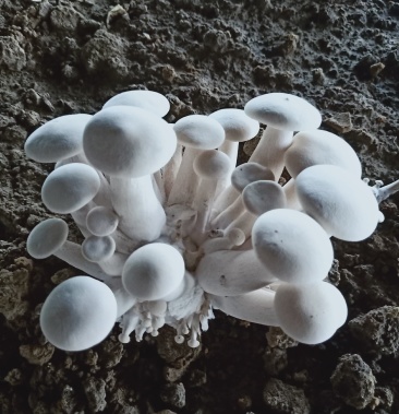 [鸡枞菌批发]新鲜金福菇(白鸡枞)价格15.00元/斤 - 一亩田