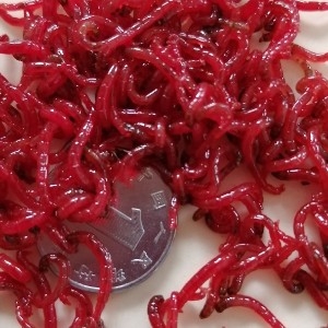 红虫鲜活钓鱼必备疫情期间正常发货