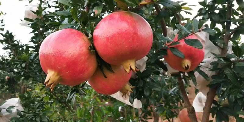 老石榴树在阳光下结满果实