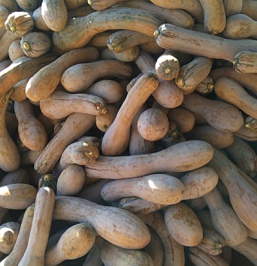 [南瓜批发]全红精品金韩南瓜,黄狼南瓜价格0.45元/斤 - 一亩田