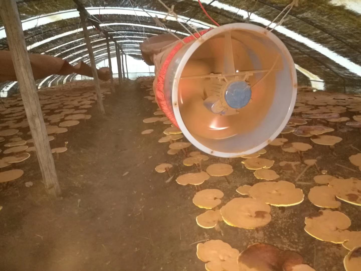 灵芝段木栽培与孢子收集系统实景图