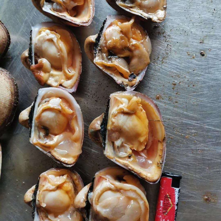 [海螺批发]北海特色马蹄螺,有量价格4.50元/斤 - 一亩田