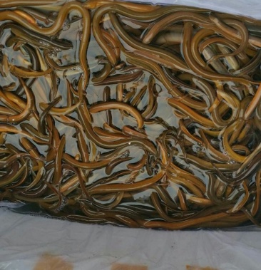 [黄鳝批发]缅甸黄鳝,绿色食品价格25.00元/斤 - 一亩田