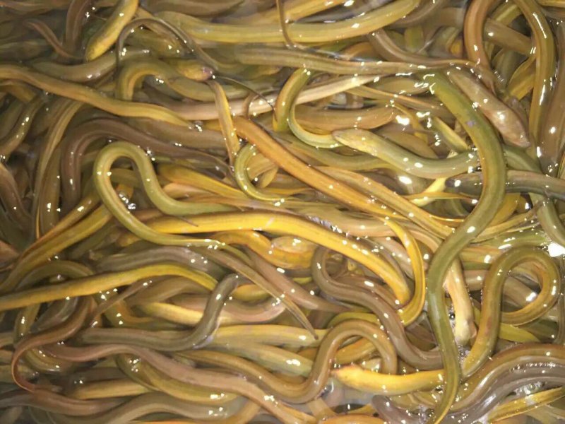 [孟加拉蛇胸鳝批发]广东广州荔湾区黄鳝 25.00元/斤黄鳝 _ 一亩田