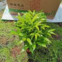精品红杯小竹柏，基地自产自销