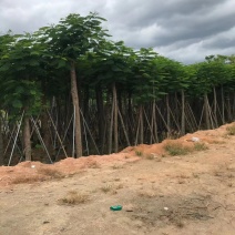 凤凰木各规格凤凰木出售