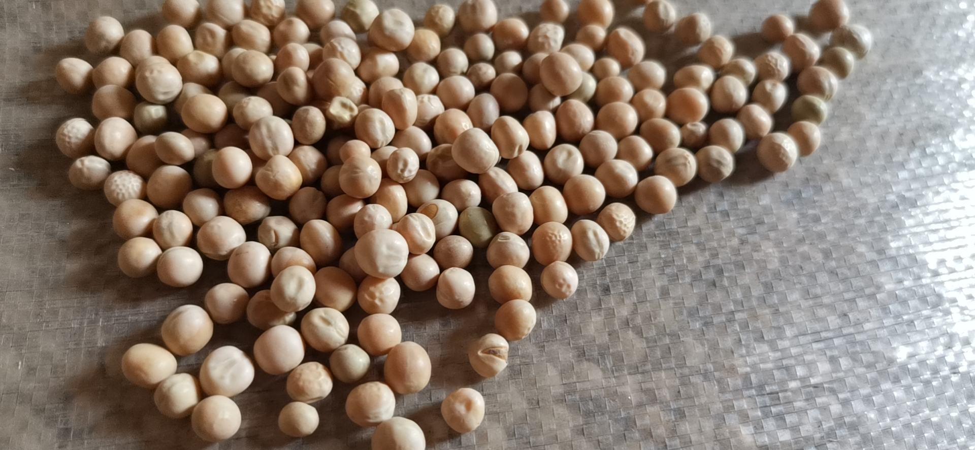干燥豌豆与黄豆对比图