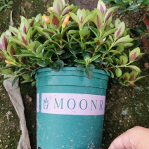 金鱼吊兰金鱼花观花绿色植物