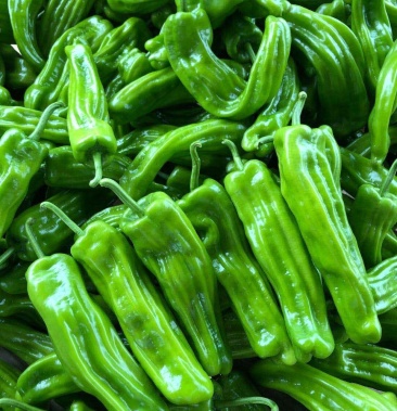 芜湖椒薄皮椒基地直供现摘现发货