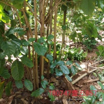 萍婆树六旺树风景树苗木1万颗