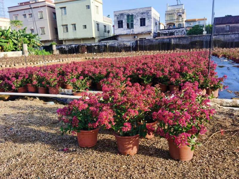 美国百丽矮紫薇美丽绽放