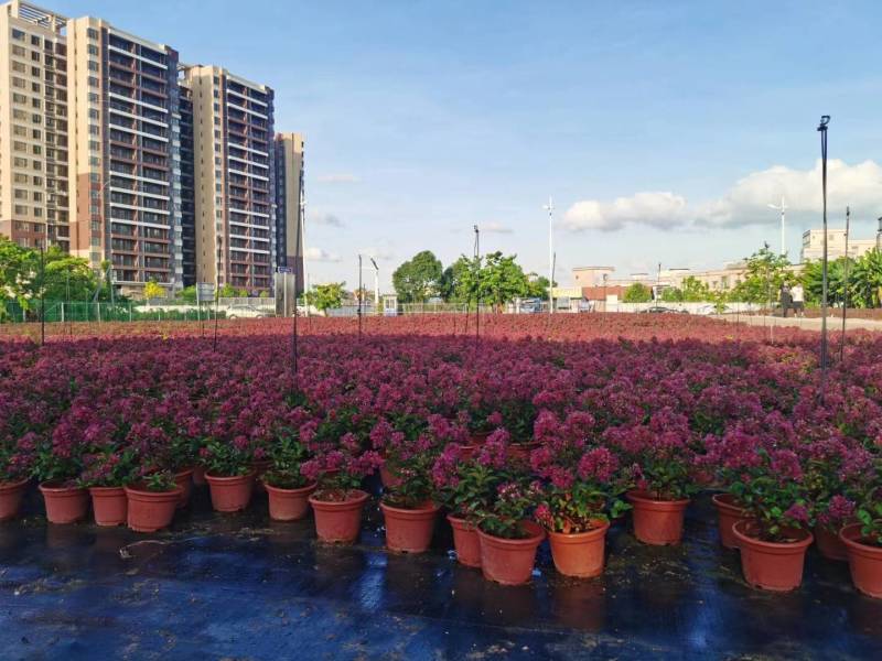 美国百丽矮紫薇美丽绽放