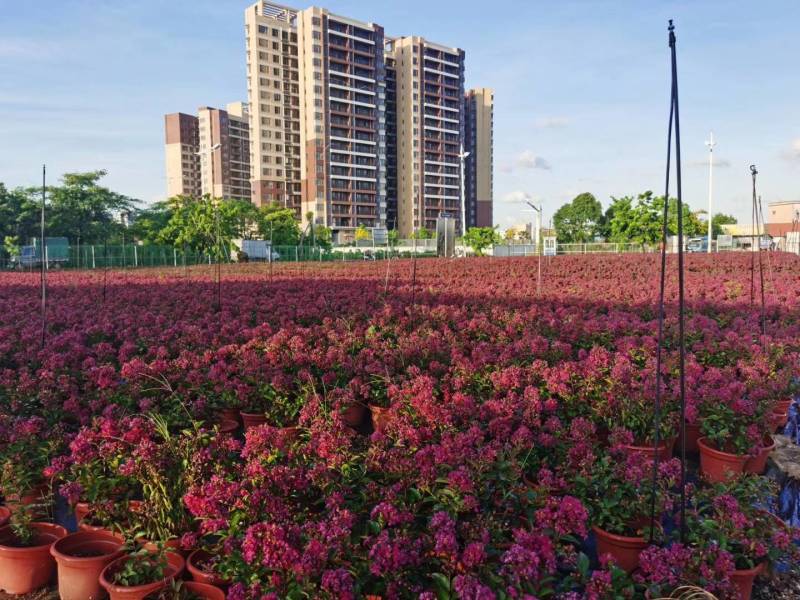 美国百丽矮紫薇美丽绽放