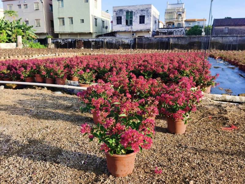 美国百丽矮紫薇美丽绽放