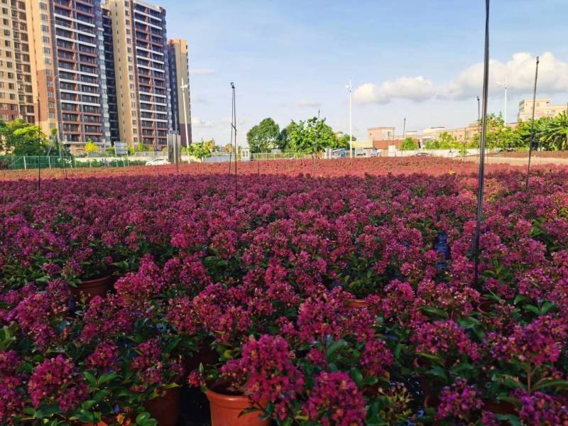 美国百丽矮紫薇美丽绽放