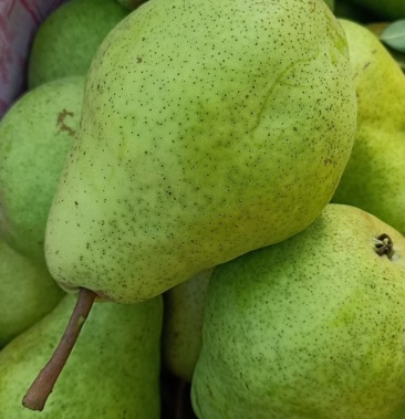 葫芦梨,洋梨,大头梨