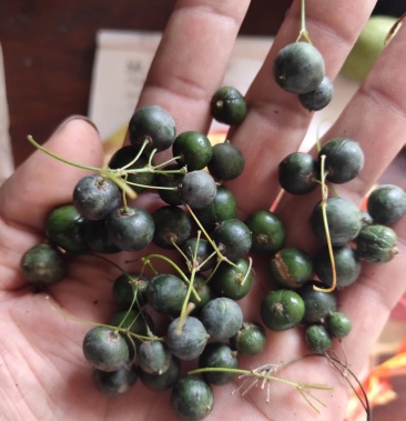 产地直销鸡头黄精种子甜黄精种子