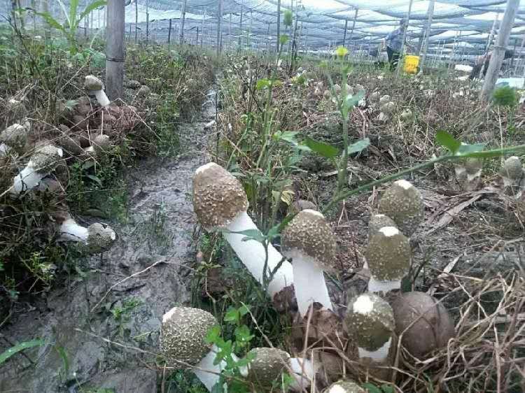 一株新鲜的长裙竹荪正在从褐色菌托中破壳而出,菌体呈乳白色,顶端菌盖尚未完全展开,背景为湿润的腐殖土与落叶层,环境阴湿,光线柔和 长裙竹荪生长初期破土而出的形态