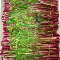 精品红菜苔，大量上市