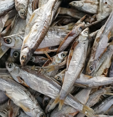 [白条鱼批发]淡水鱼类,小白条,蓝刀价格17.00元/斤 - 一亩田