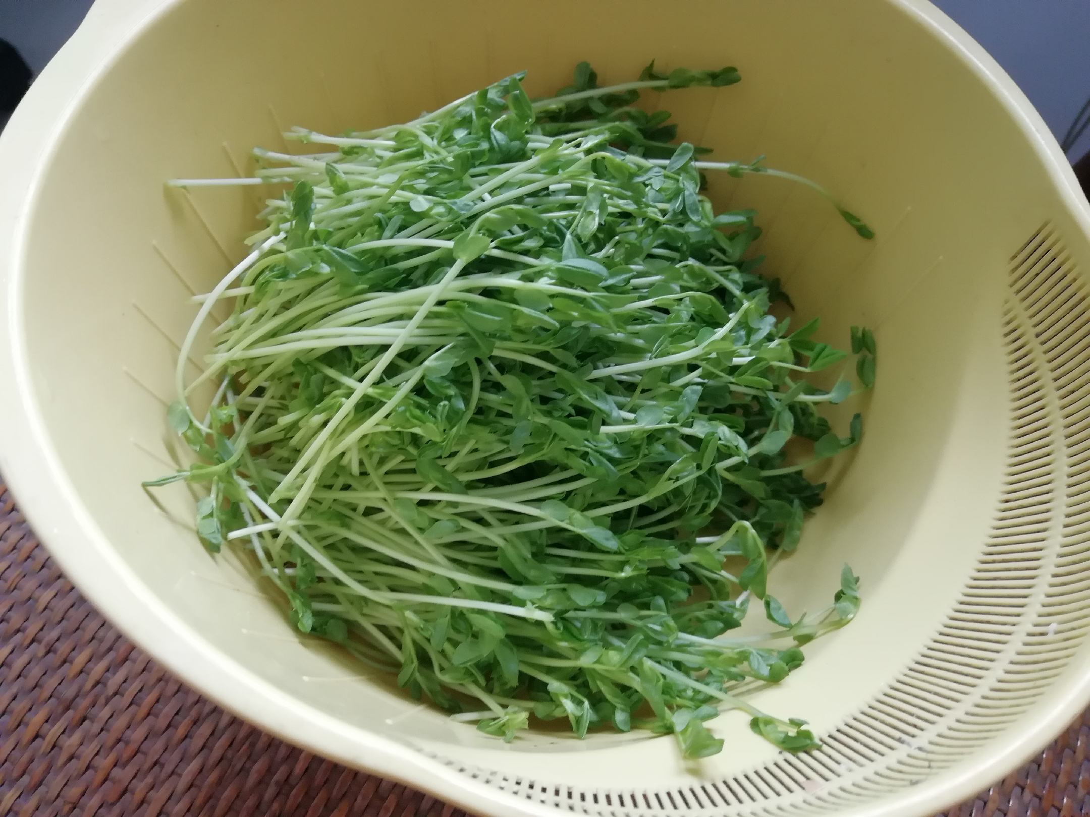 荷兰豆嫩苗特写