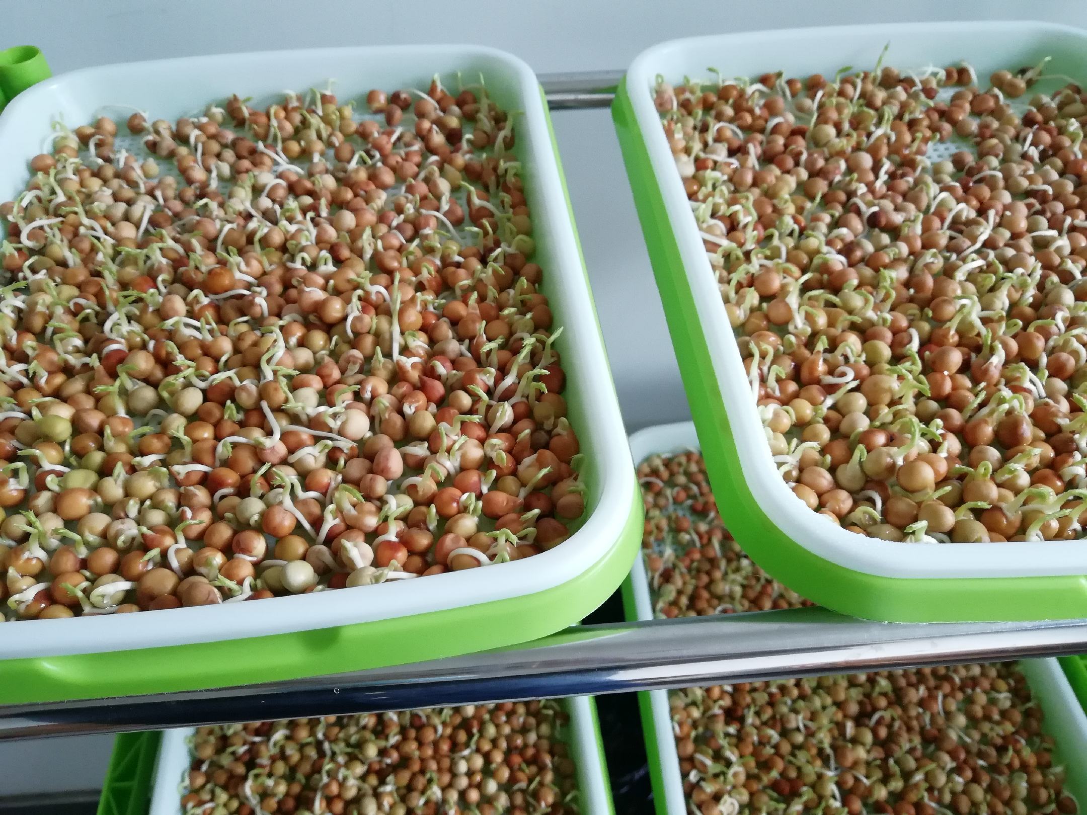 实验室中青豌豆种子在培养皿内进行发芽测试,底部铺有湿润滤纸,种子已部分露白,显示胚根伸出。背景为恒温培养箱环境,标注温度20℃ 青豌豆种子发芽实验过程