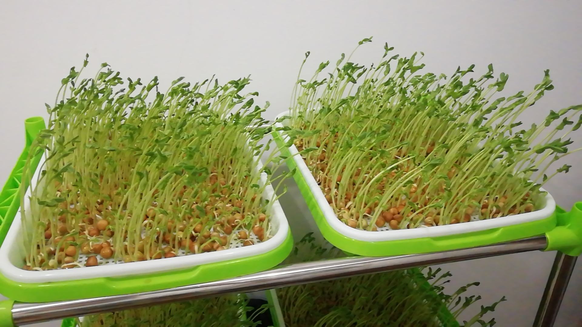 荷兰豆幼苗在穴盘中整齐生长