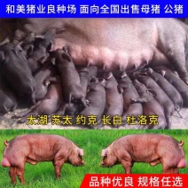 【推荐】高产母猪品种齐全防疫齐全免费送猪到家